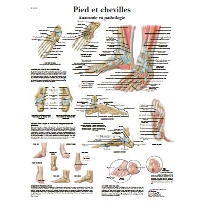 Poster Anatomique Pied & Cheville