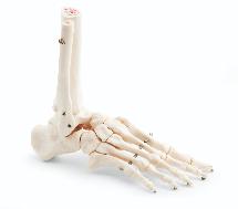 Squelette de pieds en plastique