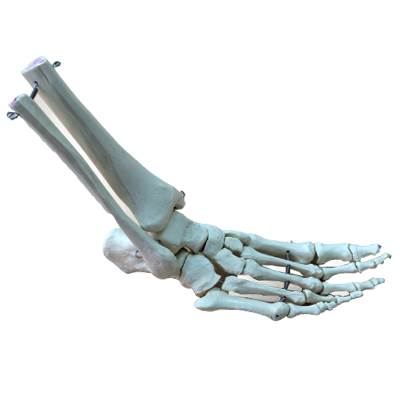 Squelette de pieds en plastique
