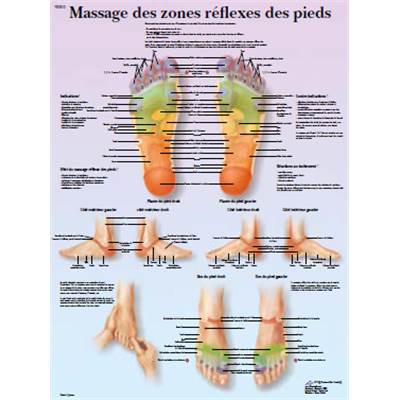 Poster Anatomique Zones reflexes